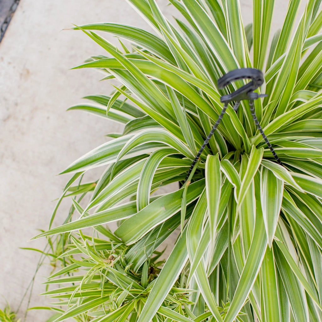 Spider Plant