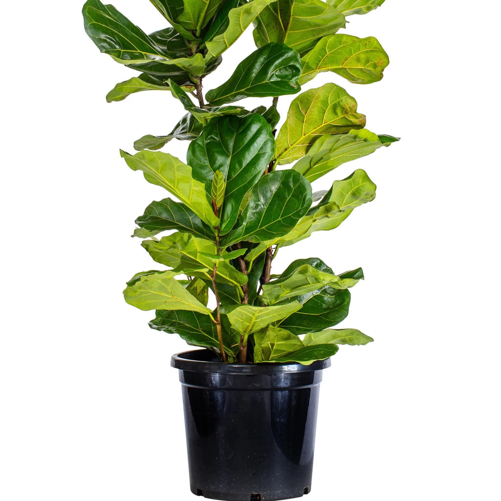 Ficus Lyrata