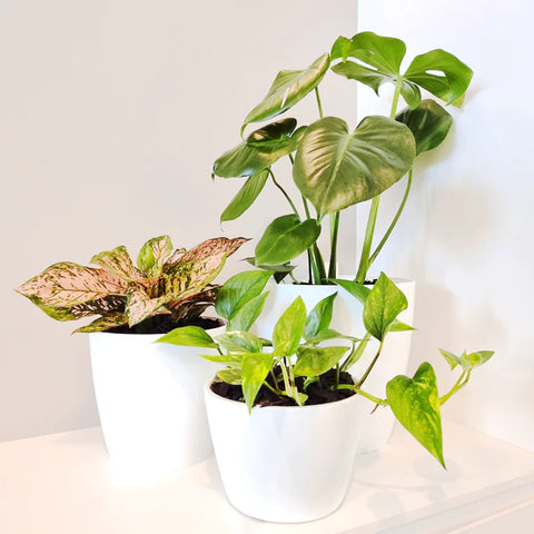 Plants and Plant Care