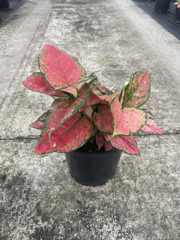 Aglaonema red Valentine