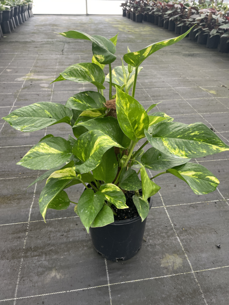 Epipremnum aureum Green Gold Pothos
