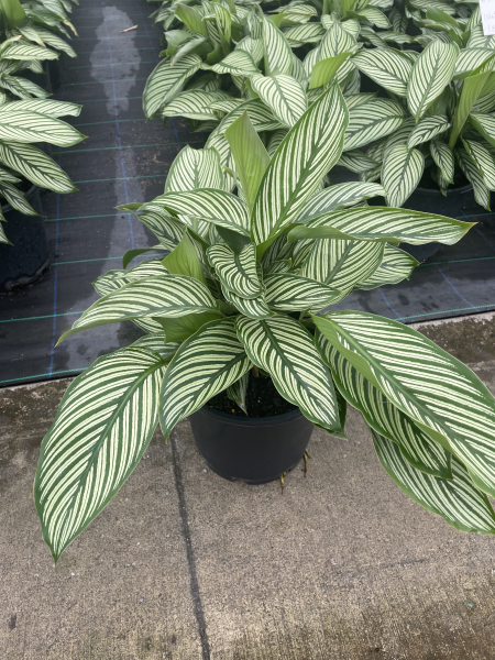 Calathea elliptica Vitata