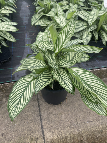 Calathea elliptica Vitata
