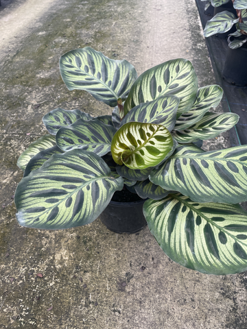Calathea makoyana