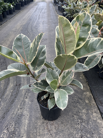 Ficus elastica Tineke