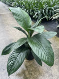 Spathiphyllum Sensation