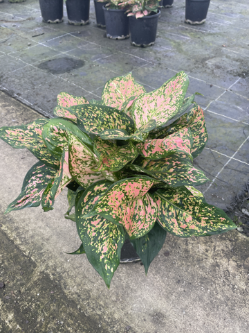 Aglaonema Wishes