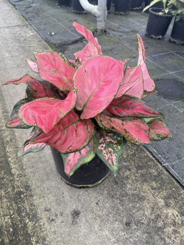 Aglaonema Pretty Woman