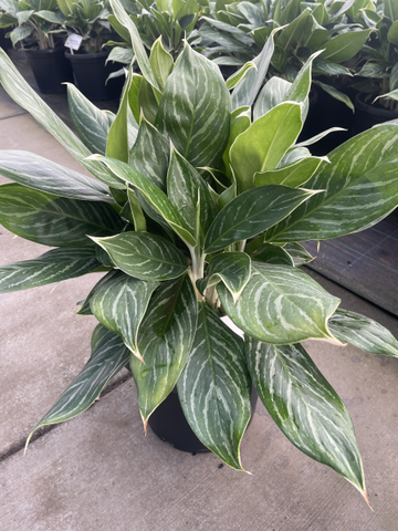 Aglaonema Snow White