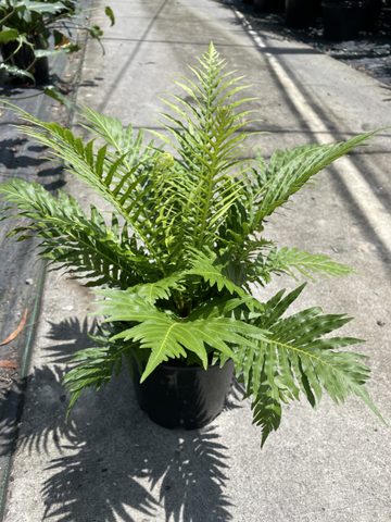 Belchnum gibbum Silver Lady