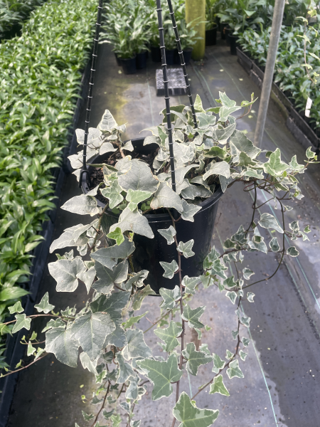 Hedrea Cascade White Ivy