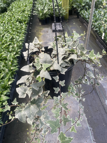 Hedrea Cascade White Ivy