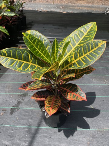 Codiaeum variegatum Petra