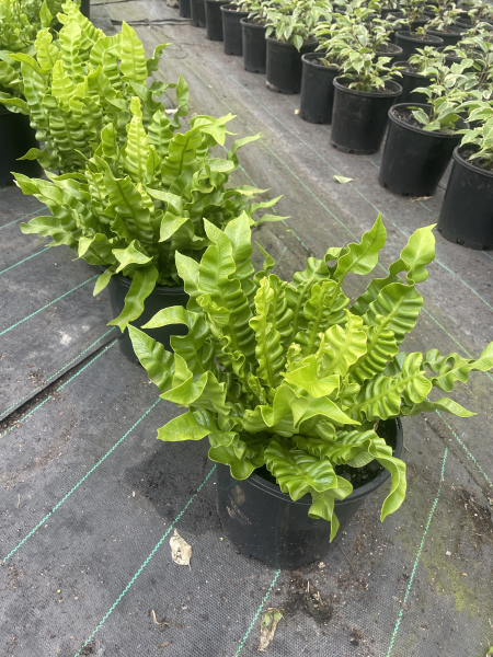 Asplenium nidus Crispy Wave