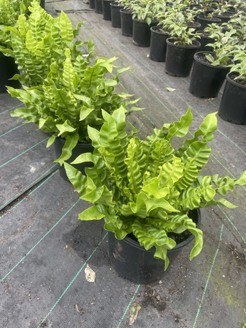 Asplenium nidus Crispy Wave
