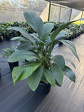 Spathiphyllum Sensation