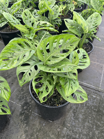 Monstera adansonii Monkey Mask