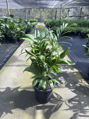 Chamaedorea seifrizii