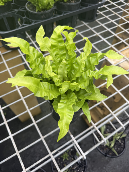 Asplenium Crispy Wave