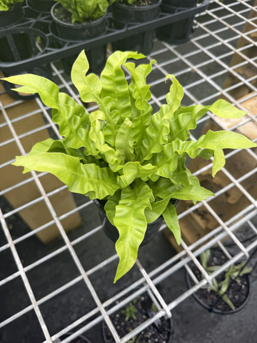 Asplenium Crispy Wave