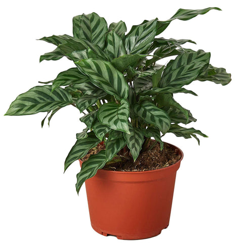 Calathea Freddie