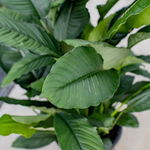 Spathiphyllum - Peace Lily