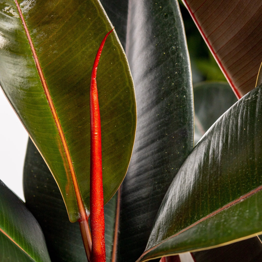 Ficus Elastica Burgandy
