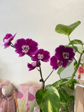 Growing Phalaenopsis Orchid