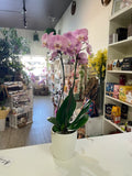 Growing Phalaenopsis Orchid