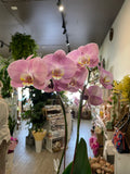 Growing Phalaenopsis Orchid
