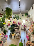 Growing Phalaenopsis Orchid