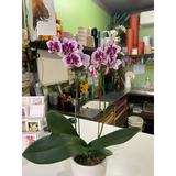 Growing Phalaenopsis Orchid