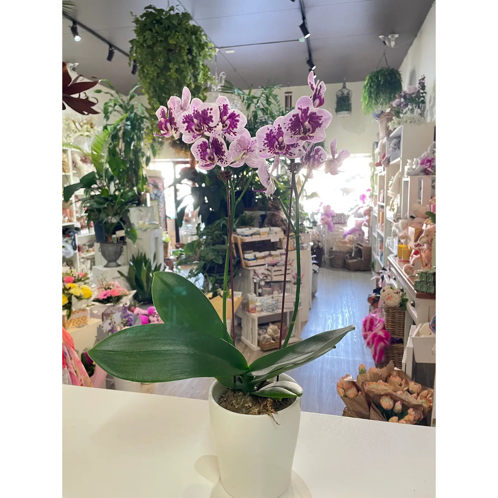 Growing Phalaenopsis Orchid