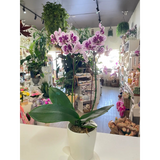 Growing Phalaenopsis Orchid