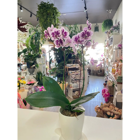 Growing Phalaenopsis Orchid