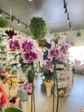 Growing Phalaenopsis Orchid