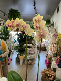 Growing Phalaenopsis Orchid