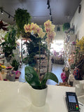 Growing Phalaenopsis Orchid