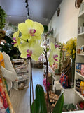 Growing Phalaenopsis Orchid