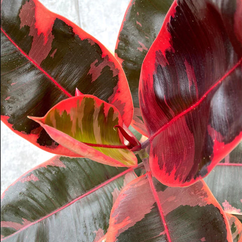 Ficus Elastica Ruby