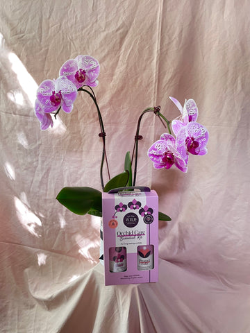 Complete Orchid Package