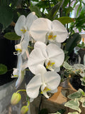 Complete Orchid Package