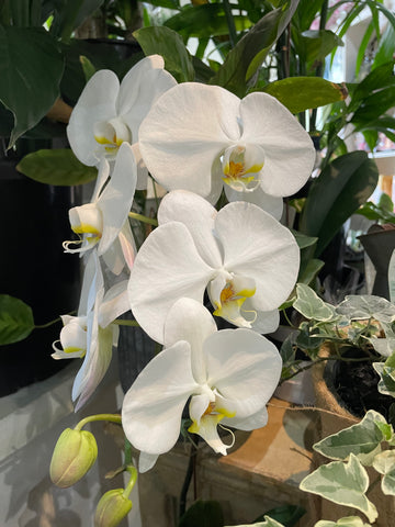 Potted Phalaenopsis Orchid