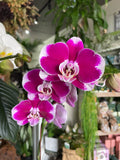 Complete Orchid Package