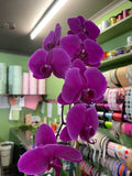 Complete Orchid Package
