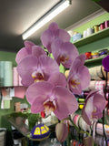 Complete Orchid Package