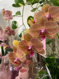 Complete Orchid Package