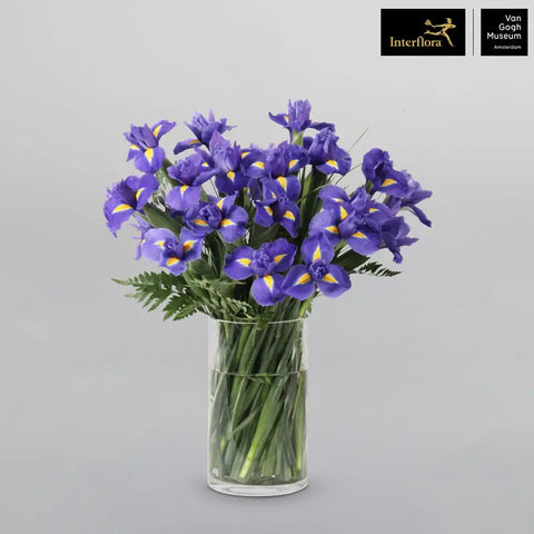 Purple Iris