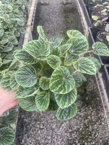Peperomia Lilian