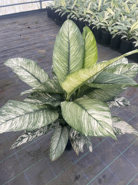 Spathiphyllum Sensation Variegated